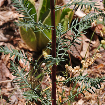 Ipomopsis aggregata, Skyrocket